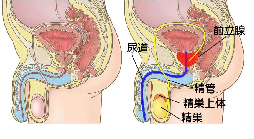 精巣がん 症状 検査 診断 何科 治療 予防