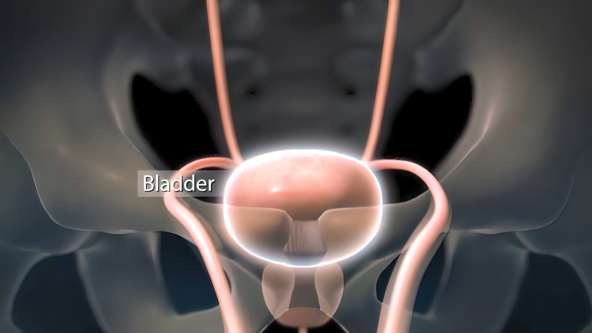 膀胱のイメージ