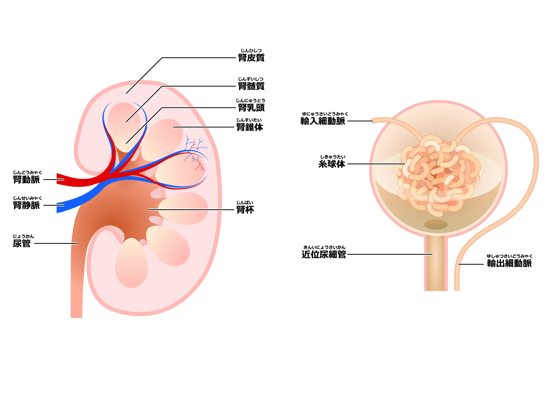 高血圧（原因、種類、診断、治療）｜神戸市東灘区の「いしむら腎泌尿器