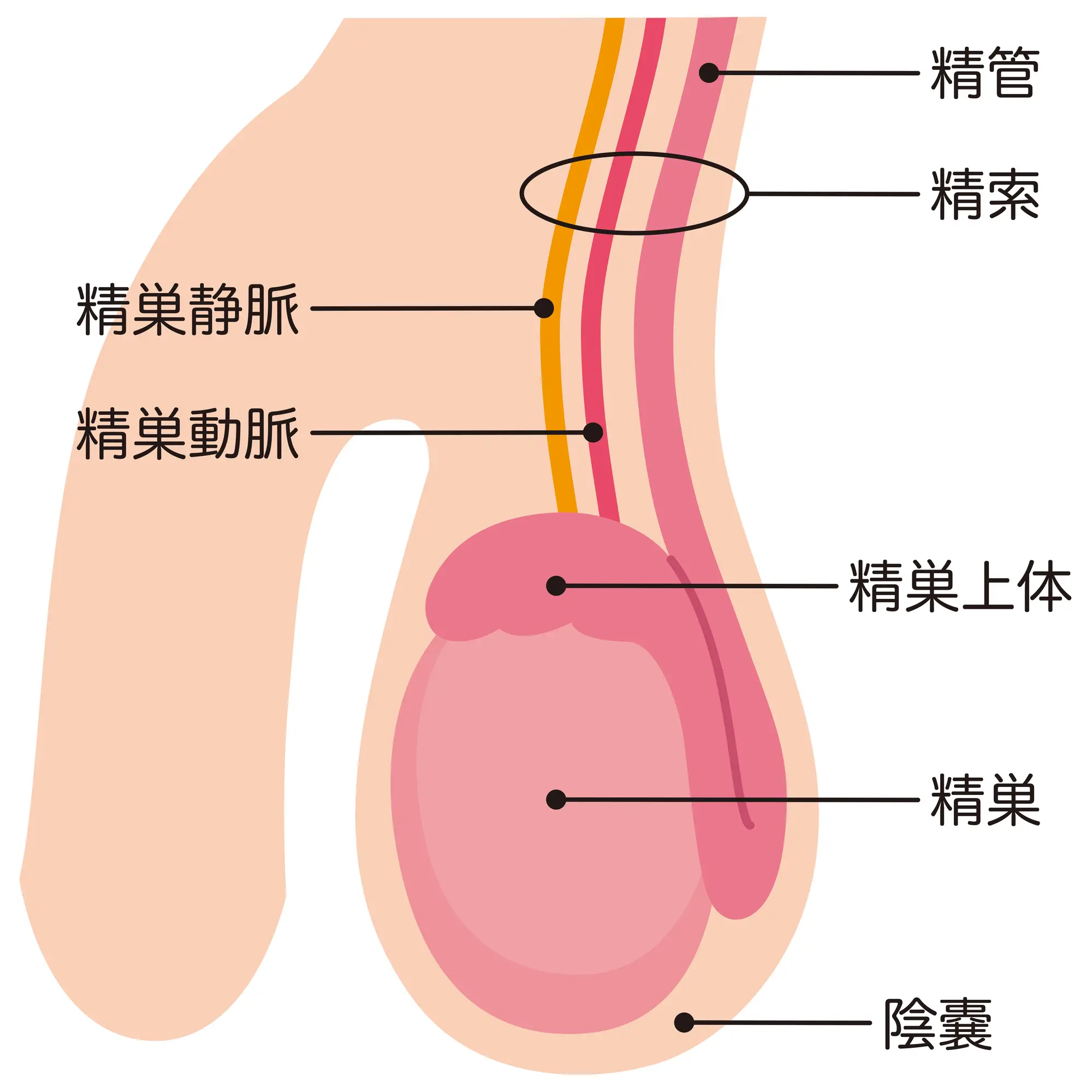 金玉 ねじれる